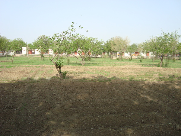 before planting - monsoon sabji area june 30th 2015 600